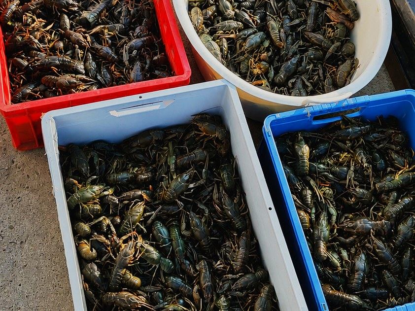 Crates of live crayfish — Raci de Lux